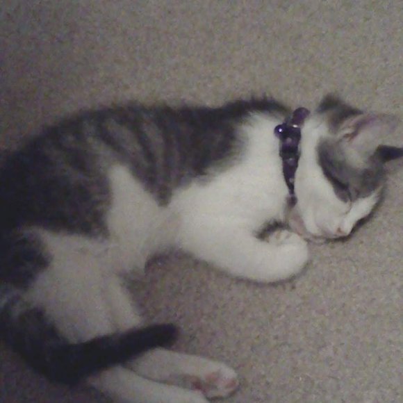 Meet your Posher, Lisa - Picture 3 of 16